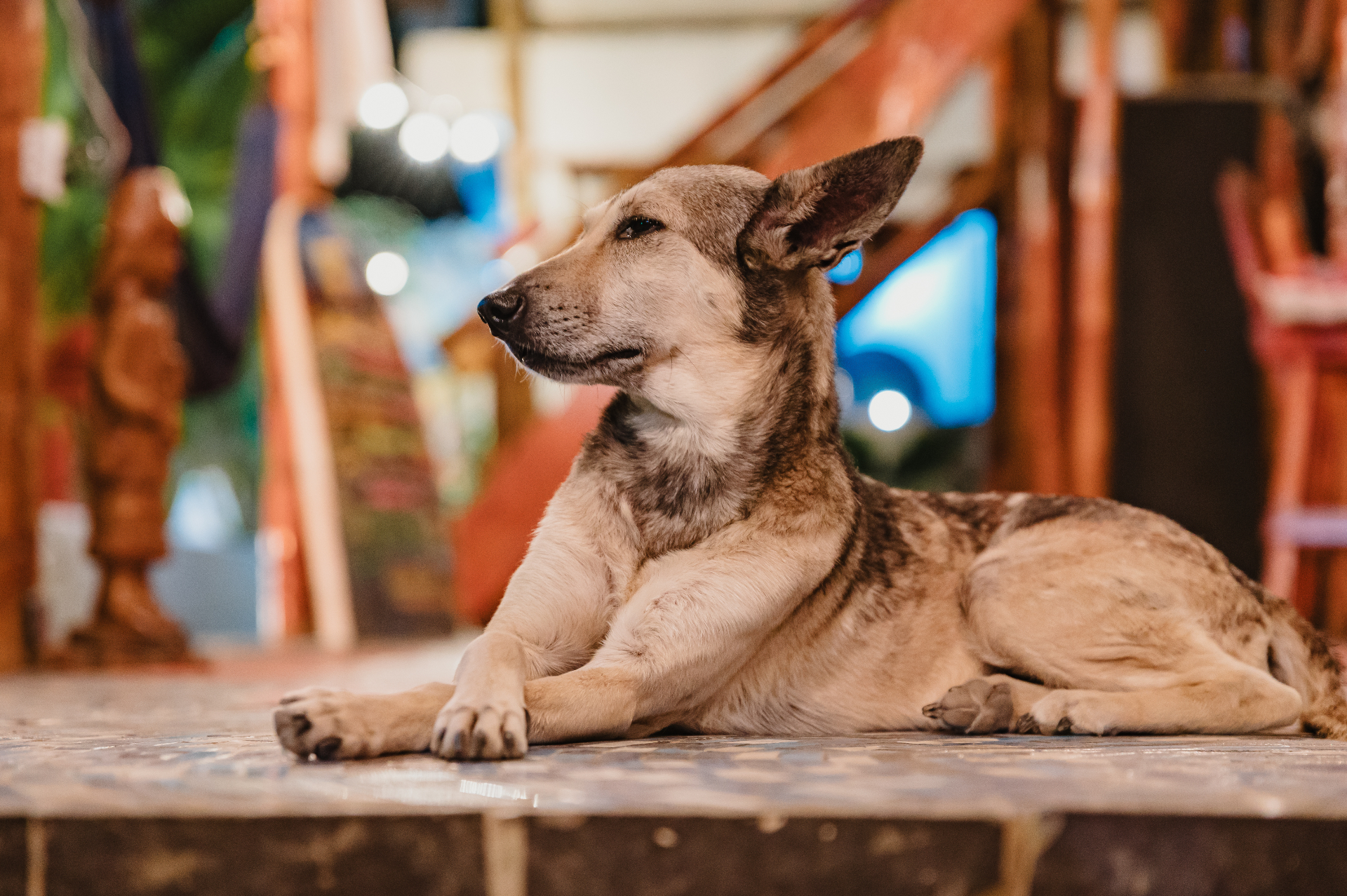Perro tranquilo descansando en el lobby del hostal, ambiente pet friendly